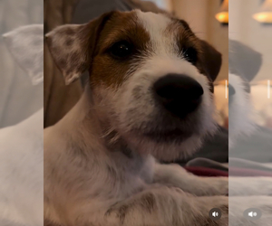 Father of the Jack Russell Terrier puppies born on 03/28/2025