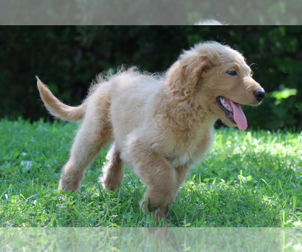 Medium Photo #5 Goldendoodle Puppy For Sale in KERNERSVILLE, NC, USA