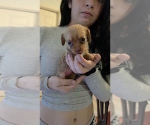 Medium Dachshund-Shorkie Tzu Mix