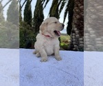 Small #2 Golden Retriever