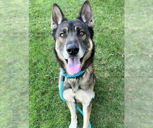 German Shepherd Dog-Unknown Mix Dogs for adoption in Sacramento, CA, USA