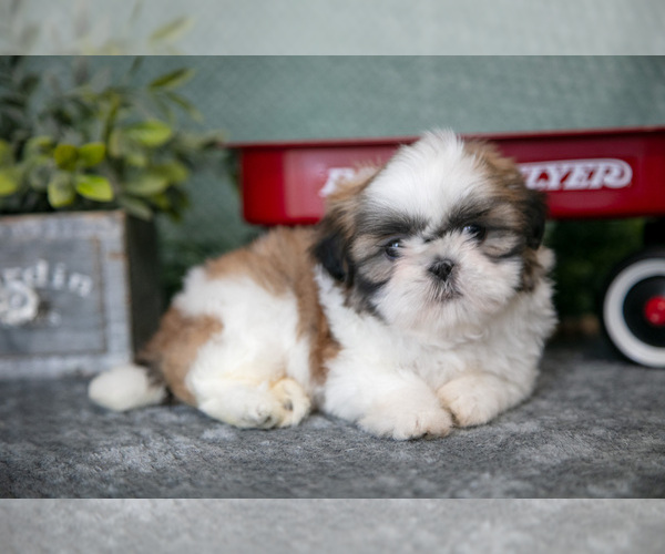 Medium Photo #9 Shih Tzu Puppy For Sale in CLARE, MI, USA