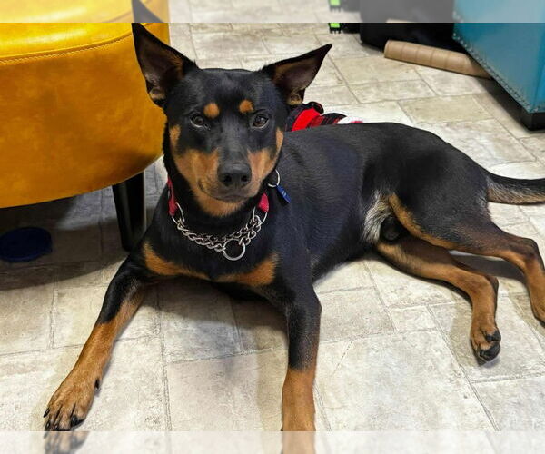 Medium Photo #2 Australian Kelpie-Miniature Pinscher Mix Puppy For Sale in garner, NC, USA