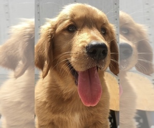 Golden Retriever Puppy for sale in SANTA ANA, CA, USA