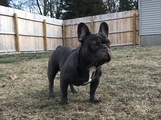 Father of the French Bulldog puppies born on 01/01/2017