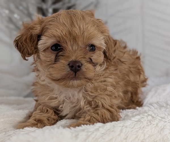 Medium Photo #12 Cavapoo (Miniature) Puppy For Sale in GOSHEN, IN, USA