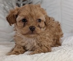 Small #11 Cavapoo (Miniature)