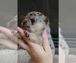 French Bulldog Puppy for Sale in COLORADO SPRINGS, Colorado USA