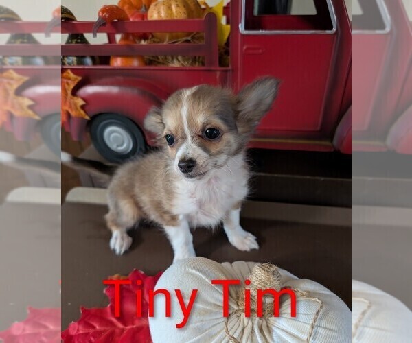 Medium Photo #2 Chihuahua Puppy For Sale in LEBANON, PA, USA