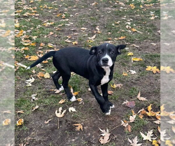 Medium Photo #4 Mutt Puppy For Sale in Muskegon, MI, USA