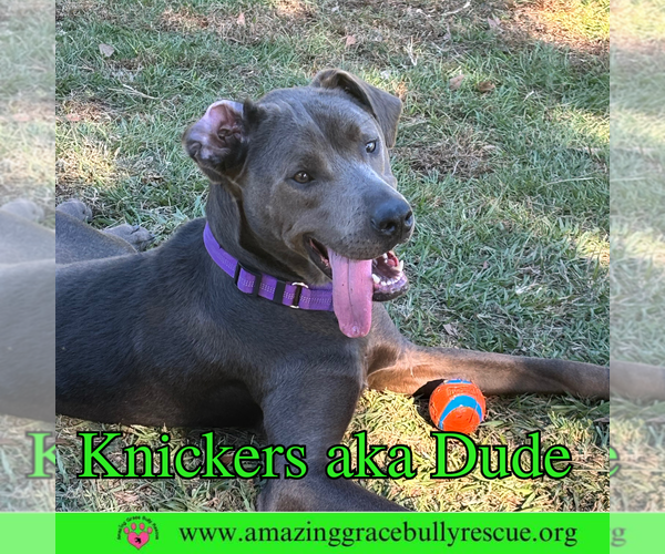 Medium Photo #1 Labrador Retriever-Unknown Mix Puppy For Sale in Pensacola, FL, USA