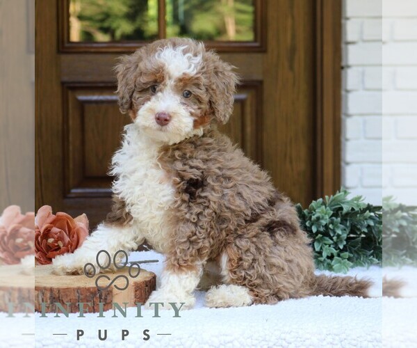 Medium Photo #1 Bernedoodle (Miniature) Puppy For Sale in NARVON, PA, USA