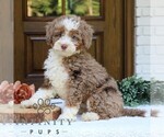 Small Bernedoodle (Miniature)