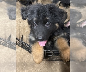 German Shepherd Dog Puppy for Sale in HOUSTON, Texas USA