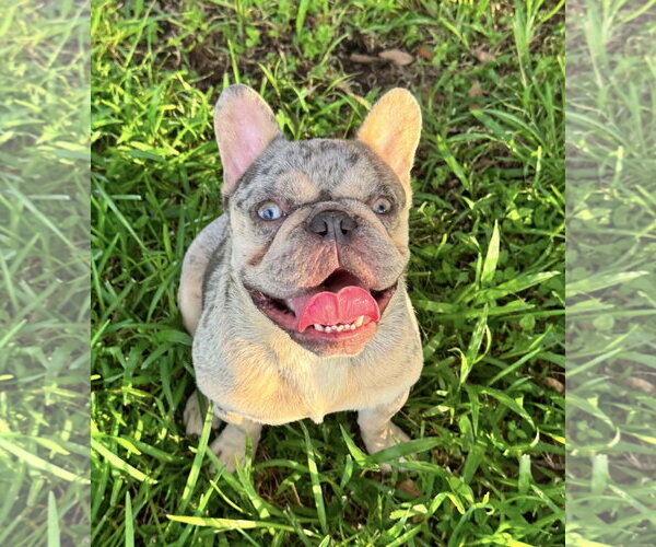 Medium Photo #2 French Bulldog-Unknown Mix Puppy For Sale in Oakhurst, NJ, USA