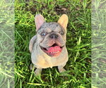Small #1 French Bulldog Mix