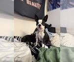 Small Photo #1 Boston Terrier Puppy For Sale in OROVILLE, CA, USA