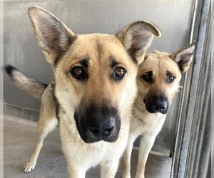 German Shepherd Dog-Unknown Mix Dogs for adoption in San Bernardino, CA, USA