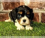 Small #4 Cavalier King Charles Spaniel
