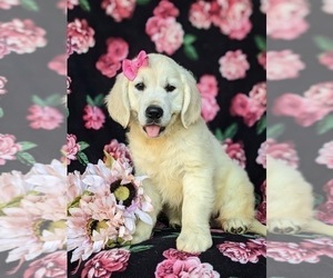 English Cream Golden Retriever Puppy for sale in ELKTON, MD, USA