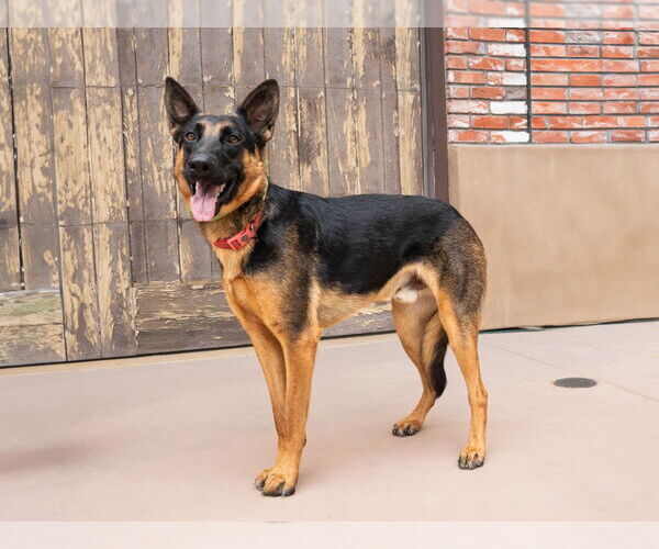 Medium Photo #24 German Shepherd Dog-Unknown Mix Puppy For Sale in Lake Forest, CA, USA
