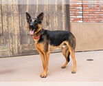 Small #23 German Shepherd Dog Mix