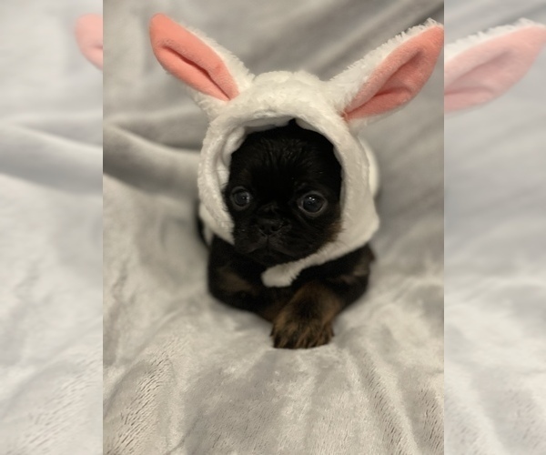 Medium Photo #1 Brussels Griffon Puppy For Sale in POWHATAN, VA, USA