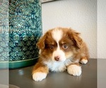Small Photo #13 Miniature Australian Shepherd Puppy For Sale in BEATTY, OR, USA