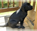 Small Photo #9 Labrador Retriever Puppy For Sale in FREDERICKSBURG, VA, USA