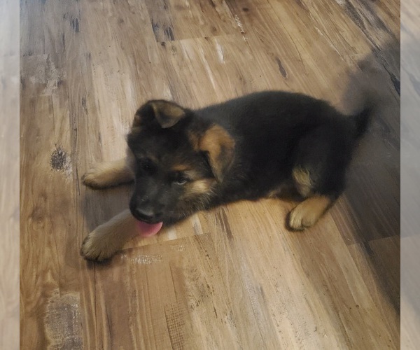Medium Photo #1 German Shepherd Dog Puppy For Sale in AHOSKIE, NC, USA