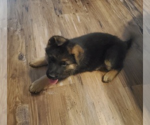 German Shepherd Dog Puppy for sale in AHOSKIE, NC, USA