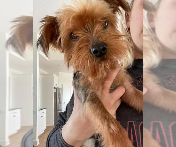 Medium Photo #1 Mutt Puppy For Sale in Andover, MN, USA