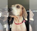 Small #2 Beagle Mix