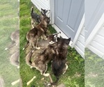 Small #16 Alaskan Malamute
