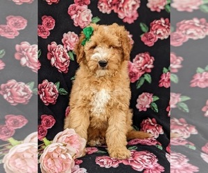 Goldendoodle (Miniature) Puppy for sale in KIRKWOOD, PA, USA