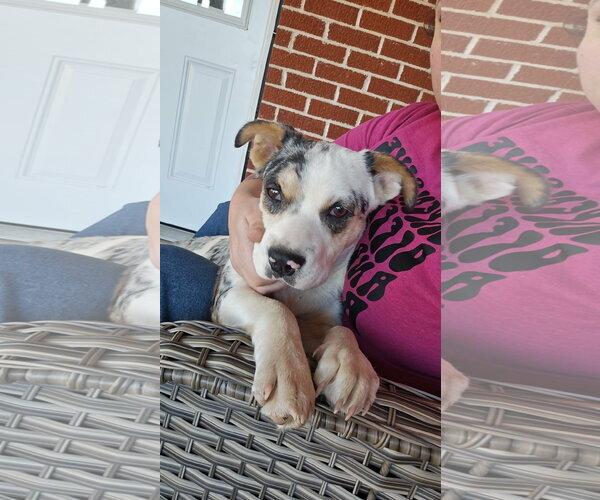 Medium Photo #2 Aussiedor Puppy For Sale in The Woodlands, TX, USA