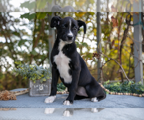 Medium Photo #3 Border Collie-Boxer Mix Puppy For Sale in MILLERSBURG, IN, USA