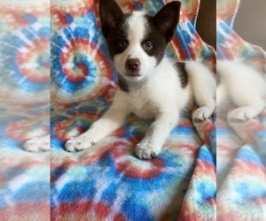 Pomsky Puppy for sale in CROGHAN, NY, USA