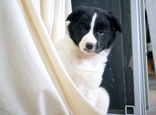Border Collie Puppy for sale in MOUNT JOY, PA, USA