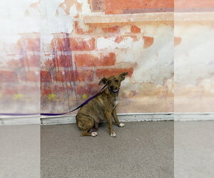 Chihuahua-Unknown Mix Dogs for adoption in San Bernardino, CA, USA