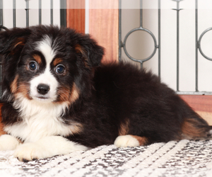 Miniature Australian Shepherd Puppy for sale in NAPLES, FL, USA