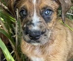 Puppy Orange Boxer-Poodle (Standard) Mix