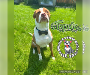 Topaz - Male American Bulldog Dog for Adoption - Photo #11