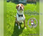 Small #10 American Bulldog