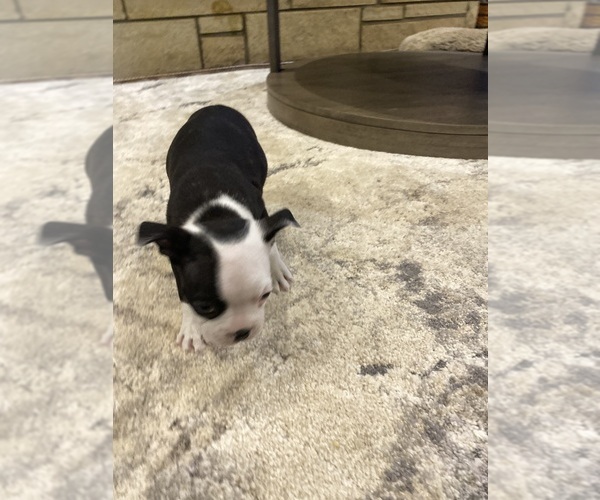 Medium Photo #5 Boston Terrier Puppy For Sale in FREDONIA, KS, USA