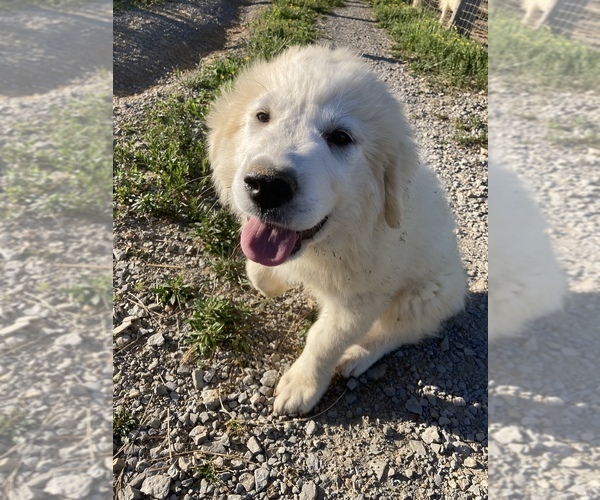 Medium Photo #6 Great Pyrenees Puppy For Sale in LEITCHFIELD, KY, USA