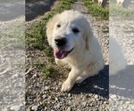 Small Photo #6 Great Pyrenees Puppy For Sale in LEITCHFIELD, KY, USA