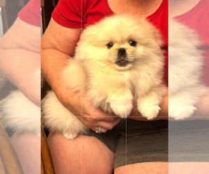 Pekingese Puppy for sale in MESQUITE, TX, USA
