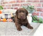 Small #2 Labrador Retriever
