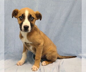 Australian Shepherd-Unknown Mix Dogs for adoption in Lake City, MI, USA